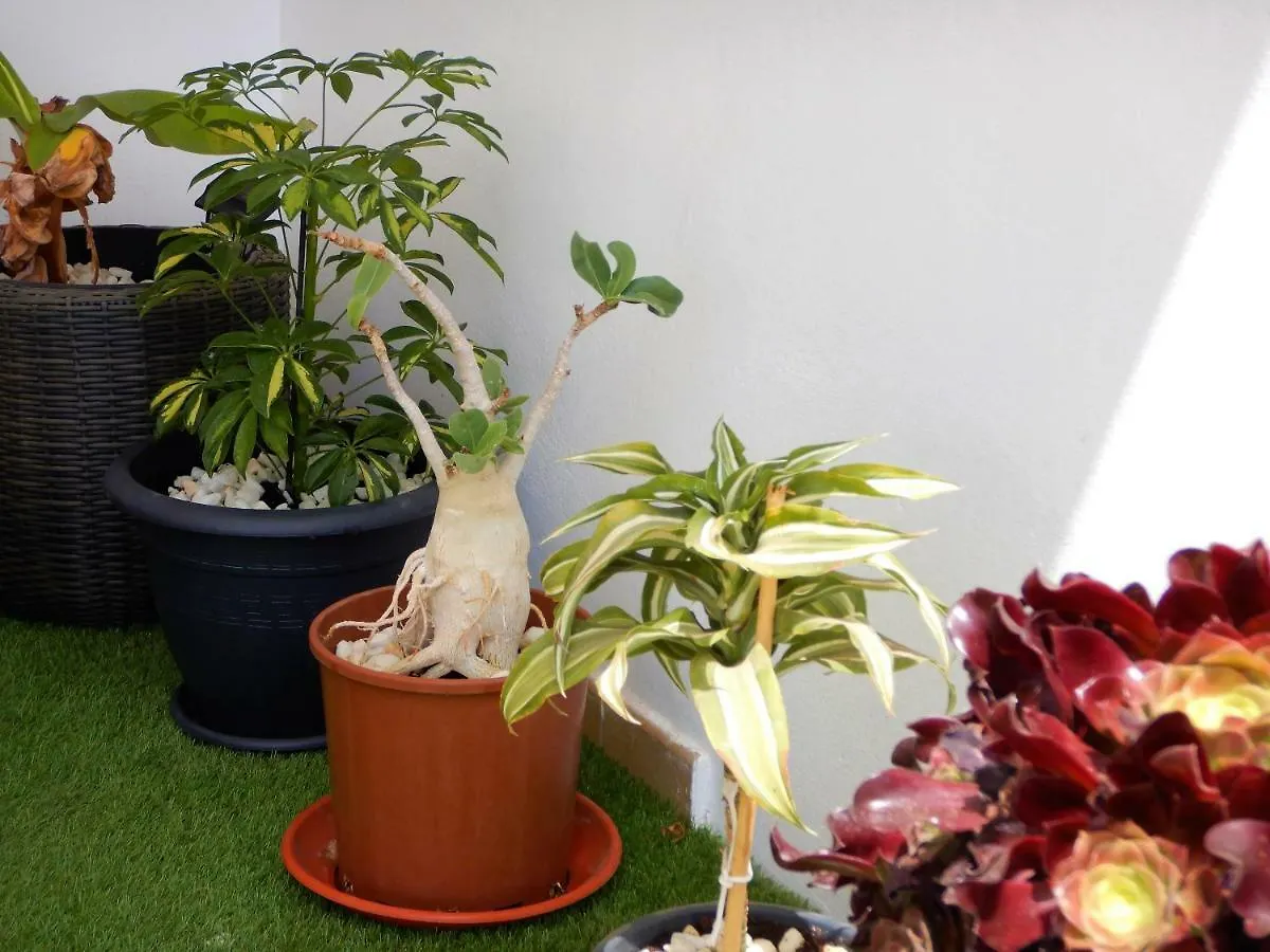 Apartamentos Sarah Morro Jable  Morro Jable (Fuerteventura)